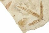Oligocene Fossil Leaf Plate - France #254348-2